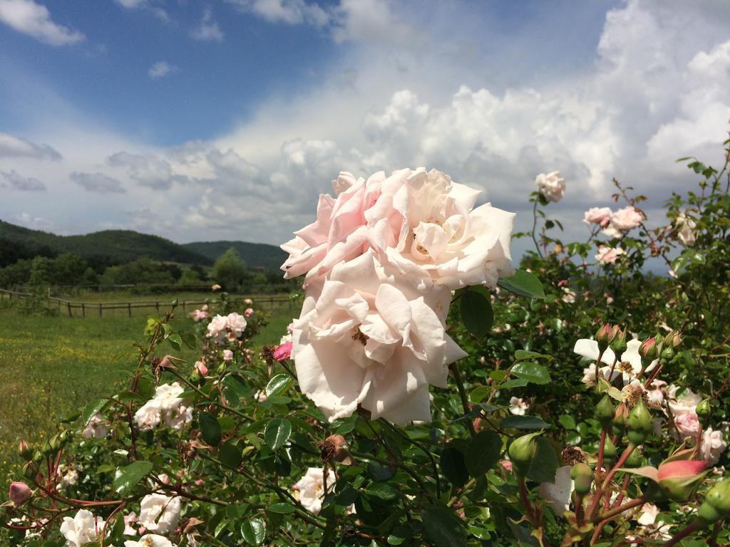Agriturismo Palareta Montecatini Val di Cecina Ngoại thất bức ảnh